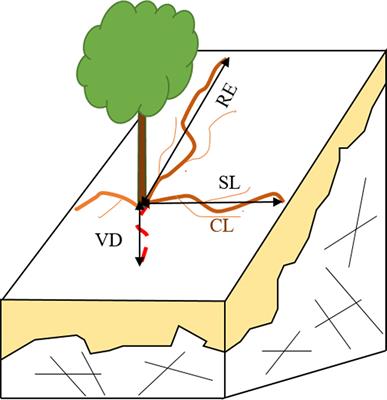 Common Species Maintain a Large Root Radial Extent and a Stable Resource Use Status in Soil-Limited Environments: A Case Study in Subtropical China